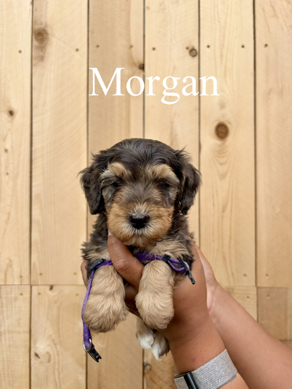 Morgan (purple collar) 1